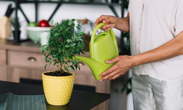 Is It Safe to Water Plants with Softened Water?